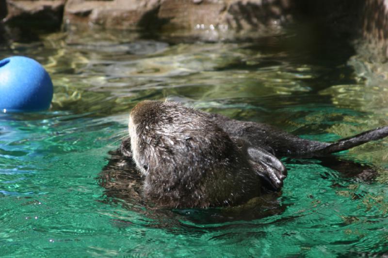 2007-09-01 12:14:50 ** Aquarium, Seattle ** Seeotter.