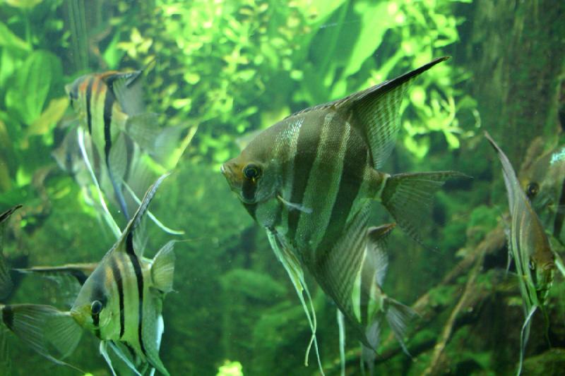 2006-11-29 12:50:10 ** Aquarium, Berlin, Germany, Zoo ** Scalares.