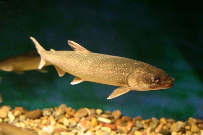 2007-12-15 12:42:06 ** Aquarium, Utah, Zoo ** Lake Trout (Salvelinus namaycush).