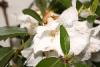 Rhododendron blossoms.