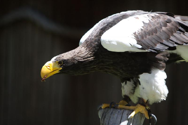 2011-07-15 13:02:16 ** Riesenseeadler, Utah, Zoo ** 