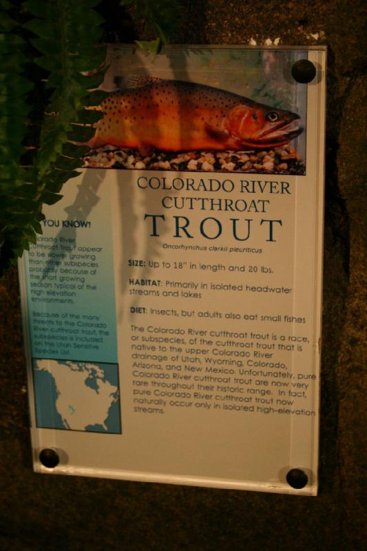 2007-12-15 12:39:42 ** Aquarium, Utah, Zoo ** Description of the Colorado River Cutthroat Trout.