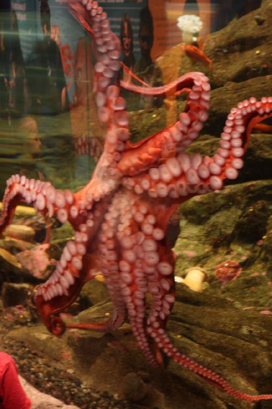 2012-06-16 10:45:49 ** Aquarium, Seattle ** 