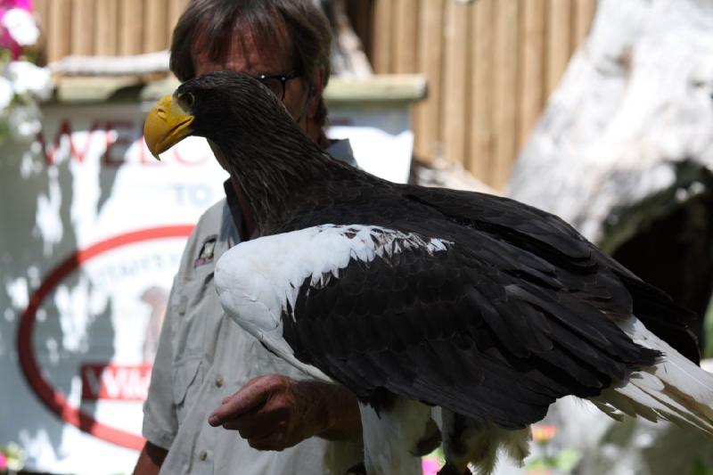 2011-07-15 15:03:11 ** Riesenseeadler, Utah, Zoo ** 