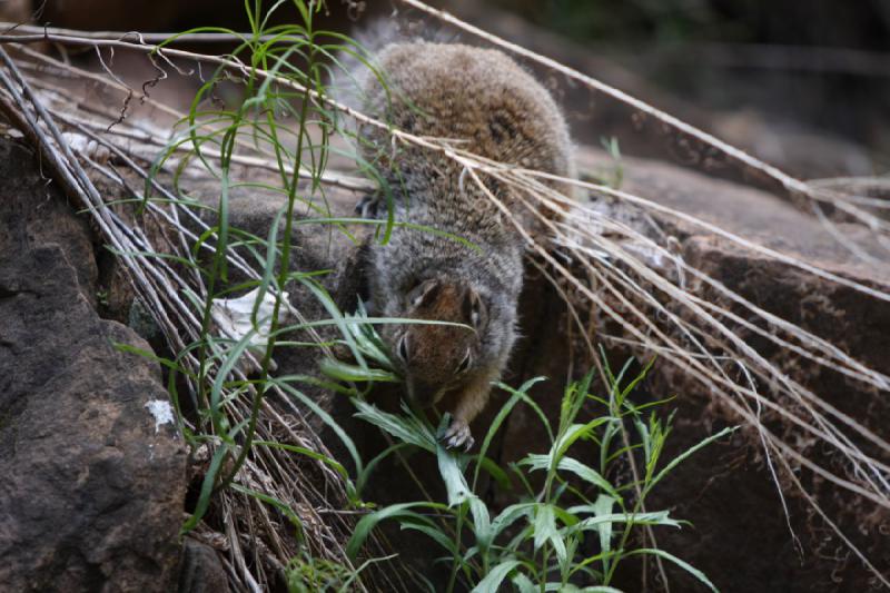 2011-05-29 09:53:03 ** Utah, Zion Nationalpark ** 