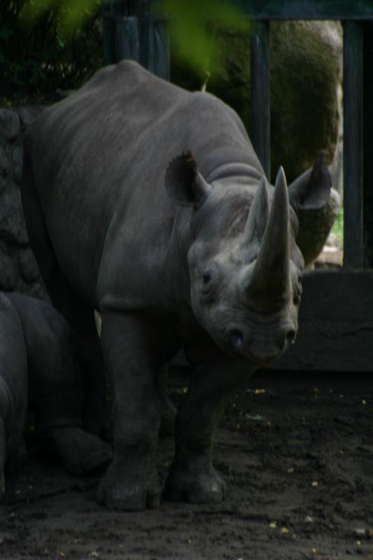 2005-08-24 13:06:23 ** Berlin, Deutschland, Zoo ** Spitzmaulnashorn.