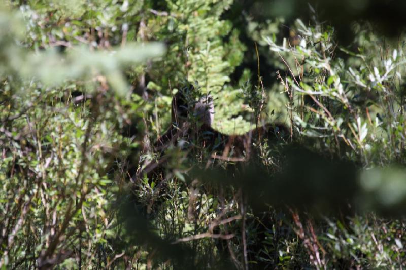 2010-08-21 10:50:06 ** Moose, Uinta Mountains ** 