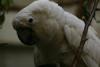 Umbrella Cockatoo.