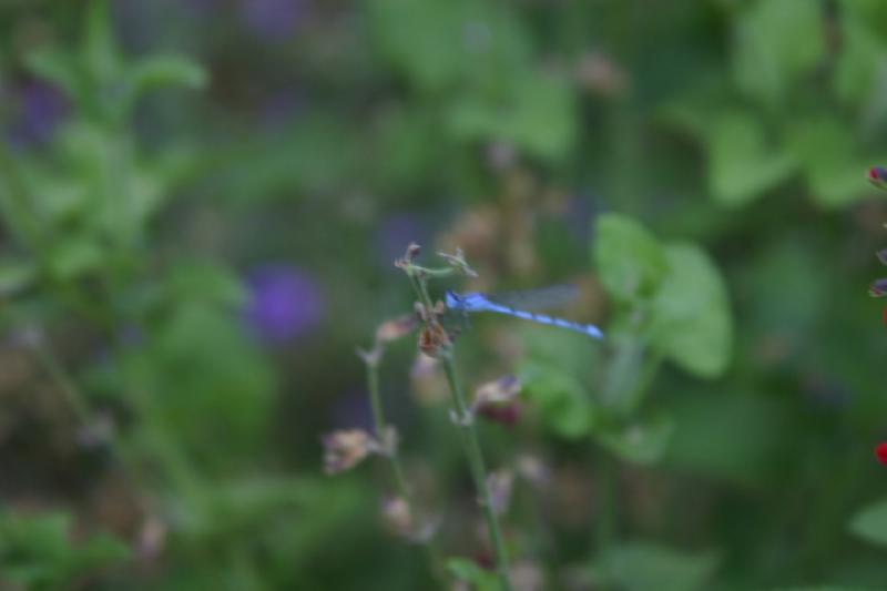 2006-06-17 19:10:58 ** Botanischer Garten, Tucson ** Libelle.