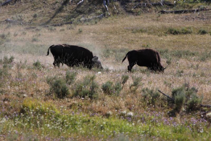 2008-08-15 17:04:43 ** Bison, Yellowstone National Park ** 