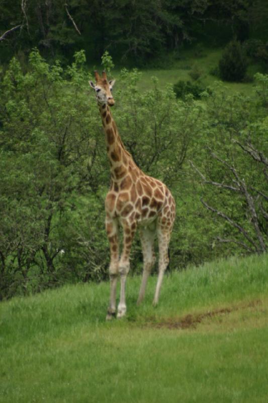 2005-05-07 14:19:30 ** Oregon, Roseburg, Zoo ** Giraffe.