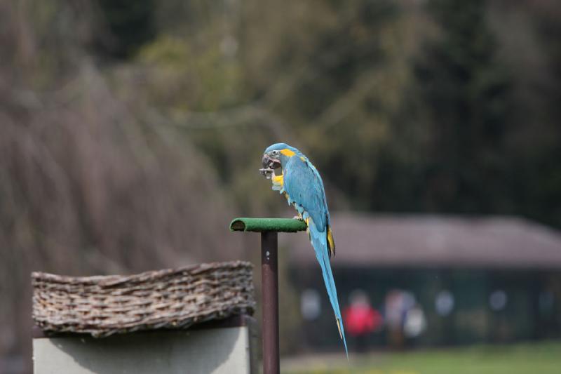 2010-04-13 14:57:47 ** Deutschland, Walsrode, Zoo ** 