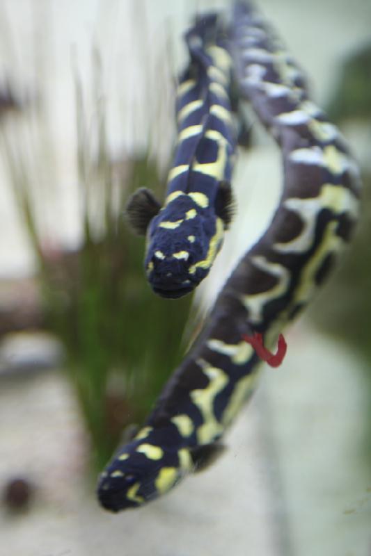 2012-05-19 08:08:06 ** Aquarium, Utah, Zoo ** 