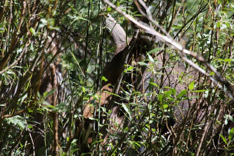 2010-08-21 11:00:07 ** Moose, Uinta Mountains ** 