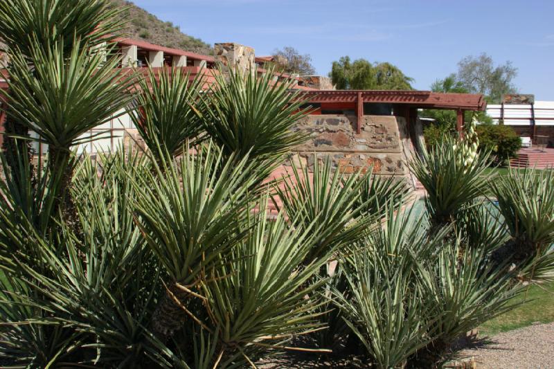 2007-04-14 14:29:24 ** Phoenix, Taliesin West ** Spitze scharfe Blätter an dieser Pflanze halten mich fern.