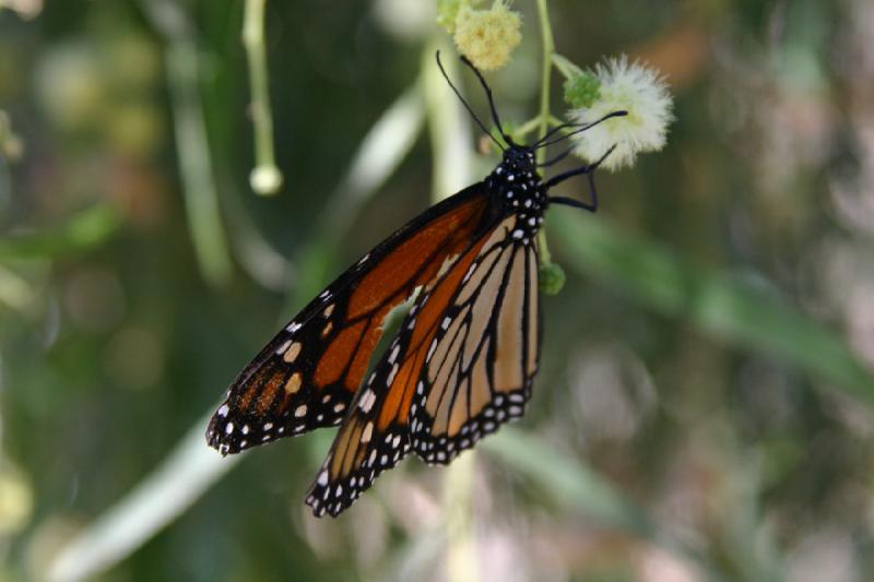 2007-10-27 13:31:38 ** Botanischer Garten, Phoenix ** Monarchfalter.