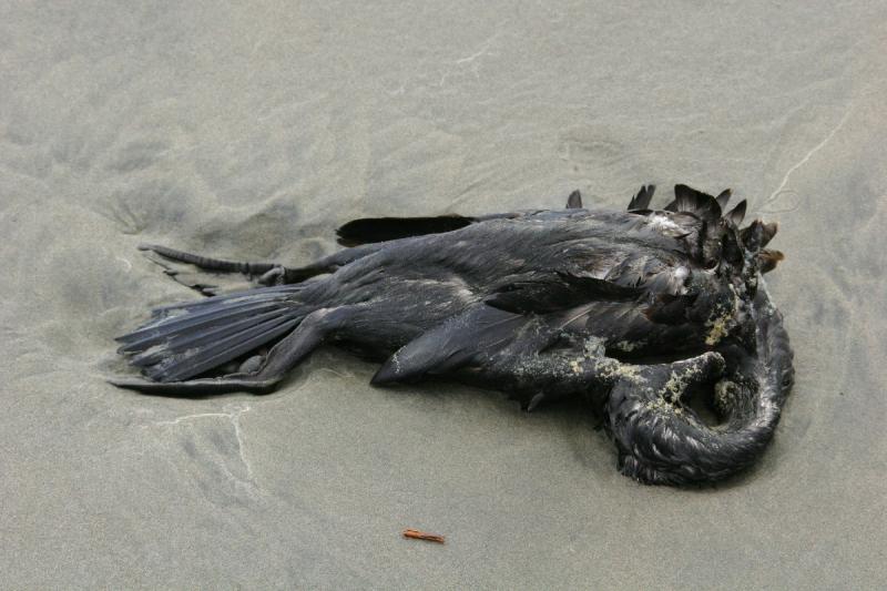 2006-01-28 15:27:52 ** Oregon, Seaside ** As always it is the dead birds that are easiest to photograph.