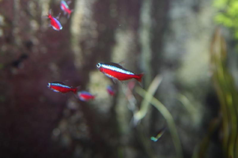 2011-01-22 10:59:05 ** Aquarium, Utah, Zoo ** 