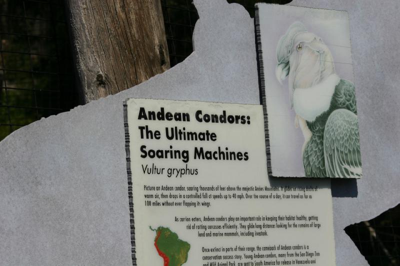 2008-03-20 12:14:12 ** San Diego, Zoo ** Description of the Andean Condor.