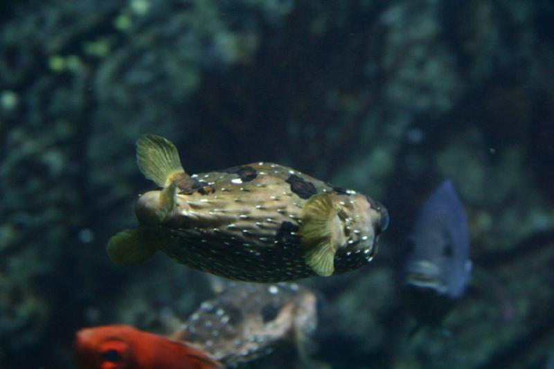 2007-10-13 12:29:50 ** Aquarium, California, Zoo ** Porcupinefish.