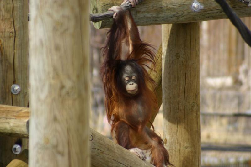 2007-03-11 13:35:12 ** Utah, Zoo ** Orang-Utan.