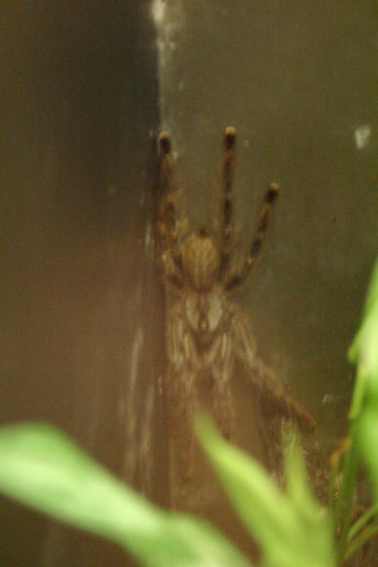 2005-08-25 15:28:16 ** Berlin, Germany, Zoo ** Tarantula.