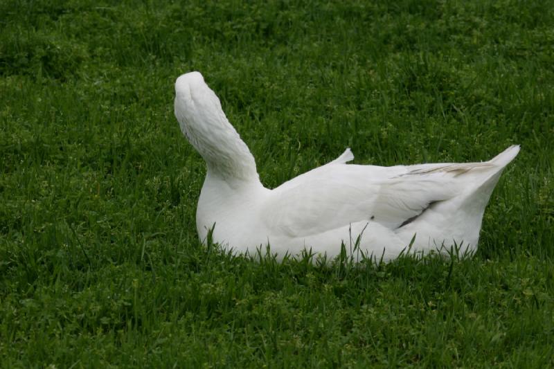 2005-05-07 15:06:28 ** Oregon, Roseburg, Zoo ** A goose that in the instance that I took the photo moved her head to the side.