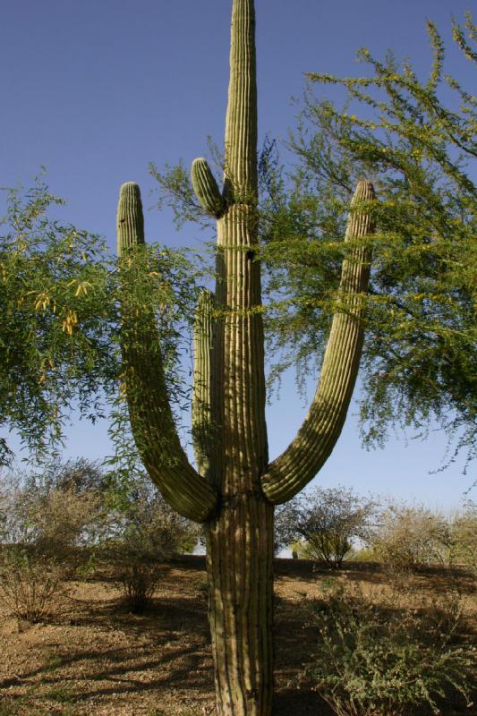 2007-04-15 16:51:08 ** Cactus, Phoenix ** Saguaro cactus. 2007-04-15 16:51:08 ** Cactus, Phoenix ** Saguaro cactus.