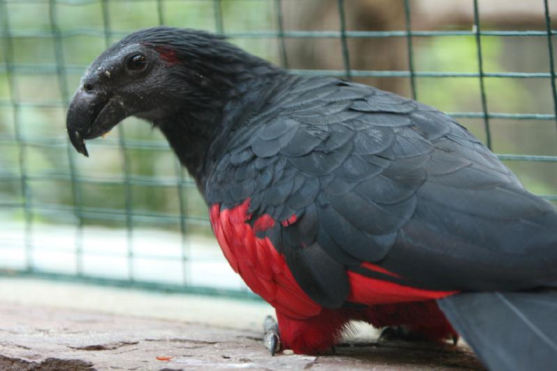 2010-04-13 17:36:11 ** Deutschland, Walsrode, Zoo ** 