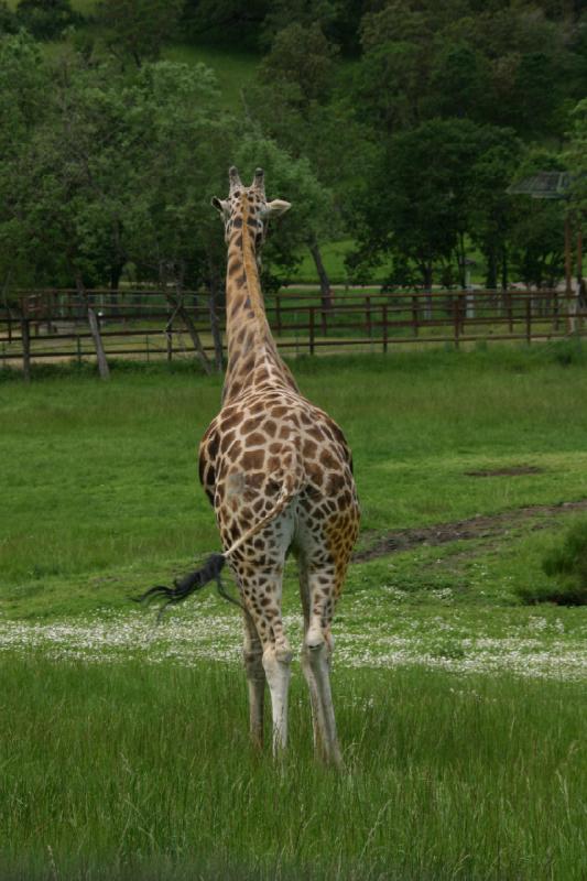 2005-05-07 14:19:36 ** Oregon, Roseburg, Zoo ** Giraffe.