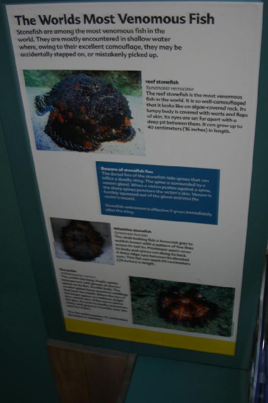 2007-10-13 12:53:48 ** Aquarium, California, Zoo ** Description of stonefish. 2007-10-13 12:53:48 ** Aquarium, California, Zoo ** Description of stonefish.