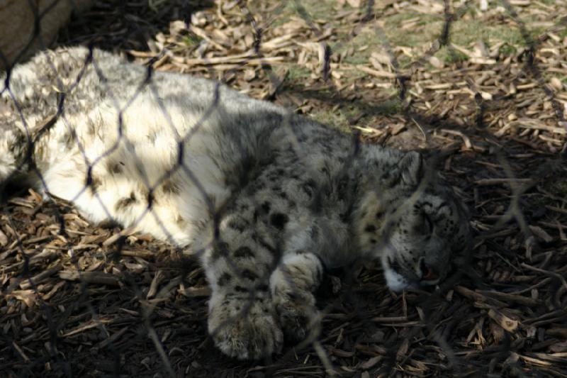 2007-03-11 14:28:52 ** Utah, Zoo ** Schneeleopard.