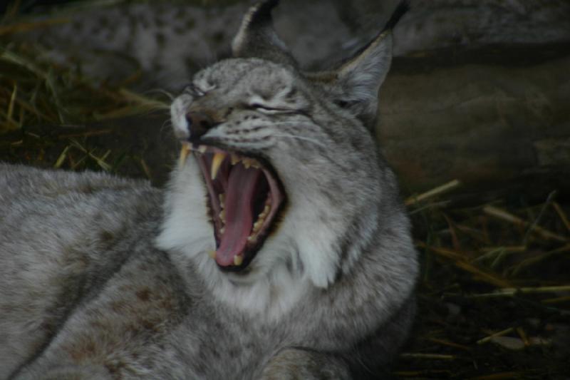 2007-12-09 15:51:44 ** Utah, Zoo ** Gähnender Luchs.