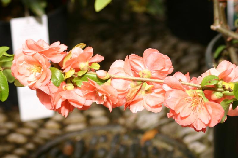 2005-05-05 12:32:00 ** Botanical Garden, Oregon, Portland ** Stem of orange blossoms.