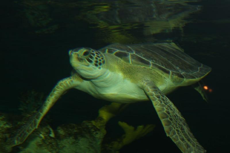 2011-01-22 11:11:45 ** Aquarium, Utah, Zoo ** 