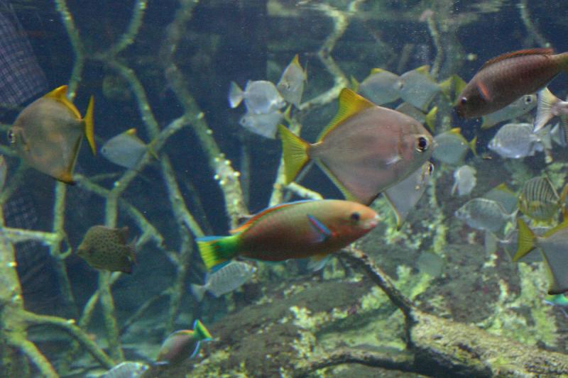 2005-08-25 14:00:37 ** Aquarium, Berlin, Germany, Zoo ** Colorful Diversity.