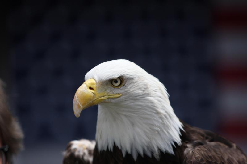 2011-05-07 11:27:28 ** Utah, Weißkopfseeadler, Zoo ** 