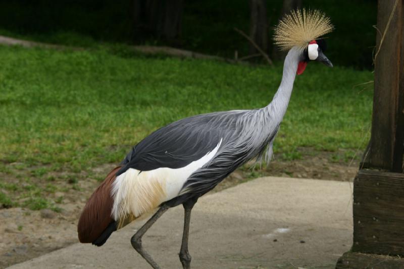 2005-05-07 15:20:28 ** Oregon, Roseburg, Zoo ** Grey Crowned Crane.