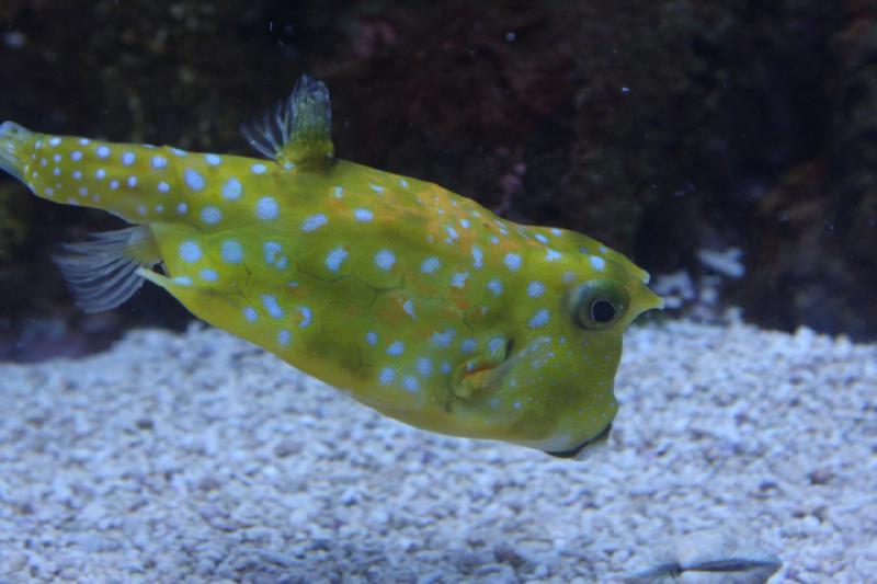 2012-06-16 11:06:00 ** Aquarium, Seattle ** 