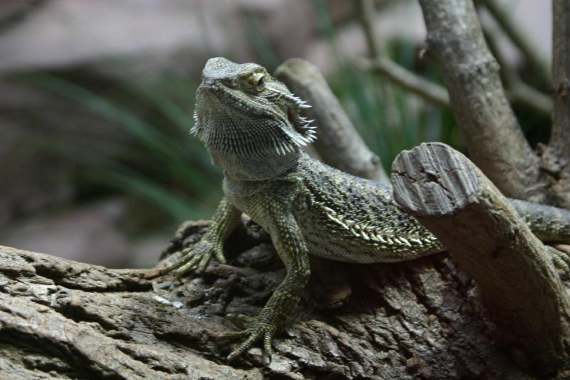 2005-08-25 14:51:22 ** Berlin, Germany, Zoo ** Lizard.