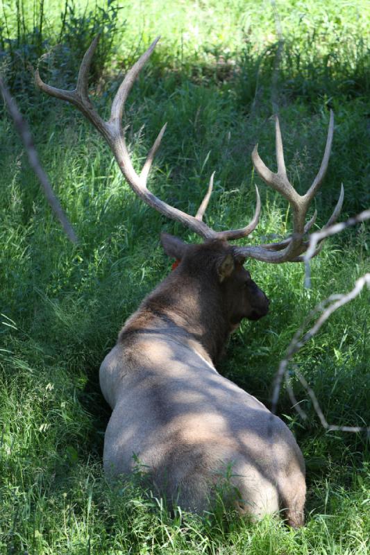 2008-08-16 14:13:44 ** Elk, Yellowstone National Park ** 