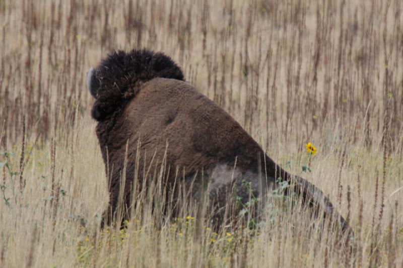 2013-08-24 13:45:54 ** Antelope Island, Bison, Utah ** 