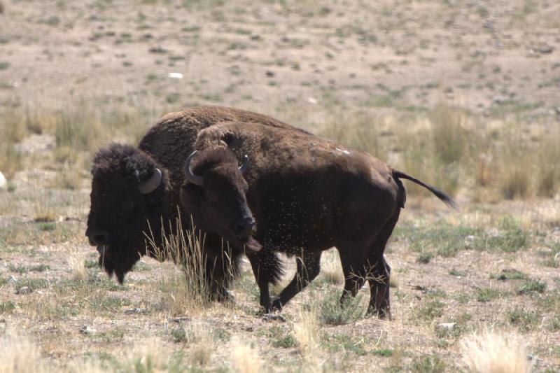 2014-08-15 11:40:30 ** Antelope Island, Bison, Utah ** 