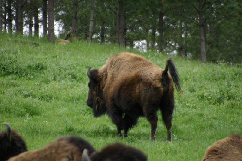 2005-05-07 14:32:58 ** Oregon, Roseburg, Zoo ** Buffalo.