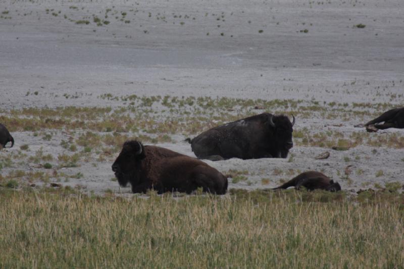 2013-08-24 13:50:48 ** Antelope Island, Bison, Utah ** 