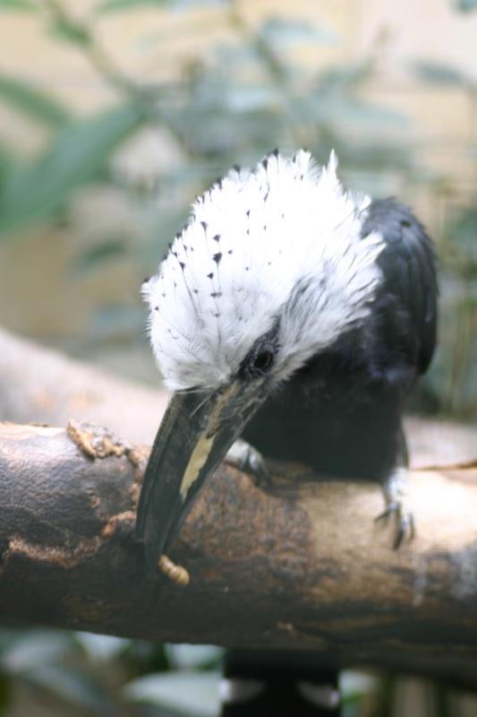 2005-08-24 13:59:23 ** Berlin, Deutschland, Zoo ** Vogel beim Mittagessen.