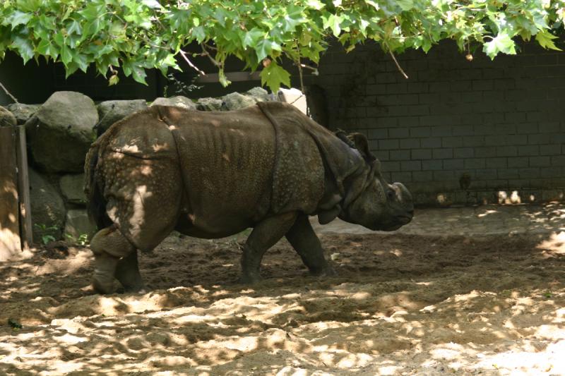 2005-08-24 12:55:33 ** Berlin, Deutschland, Zoo ** Panzernashorn.