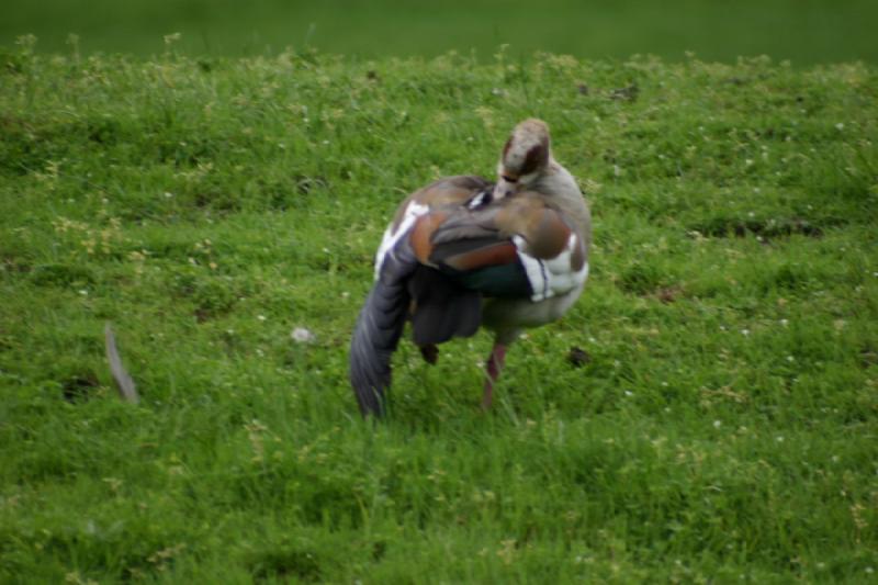 2005-05-07 15:08:20 ** Oregon, Roseburg, Zoo ** Duck or goose.