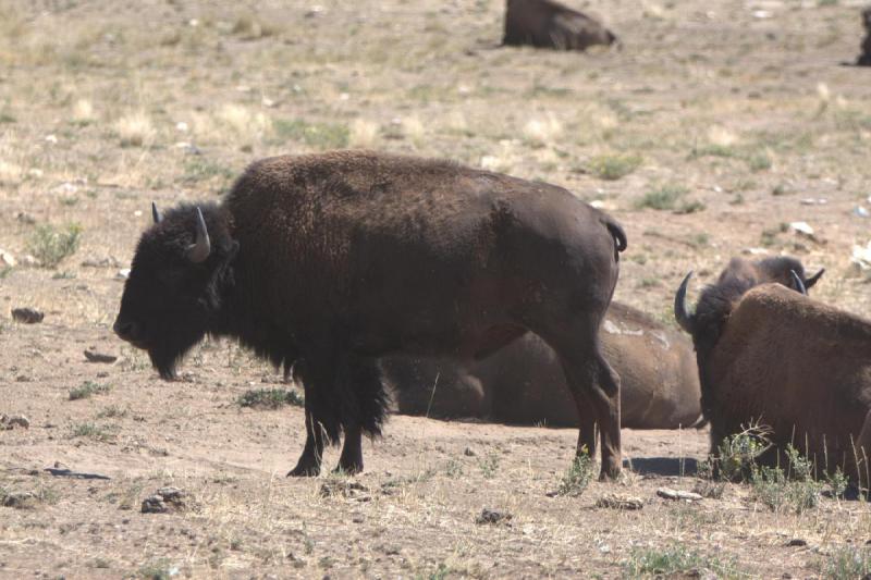 2014-08-15 11:51:55 ** Antelope Island, Bison, Utah ** 