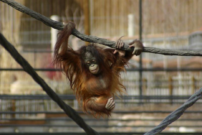 2007-03-11 13:35:30 ** Utah, Zoo ** Orang-Utan-Baby.